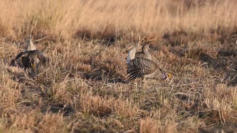 Sharp Tailed Grouse - 06