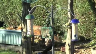 fox and cat playing together