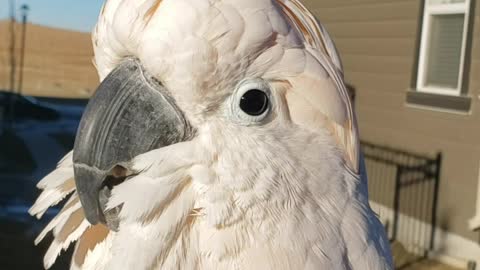 Talking cockatoo literally barks at the neighbor's dog