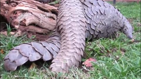 How Pangolin Gives Birth To Cute Baby😱
