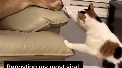 What can it be?🤔funny cat video 🤣🤣