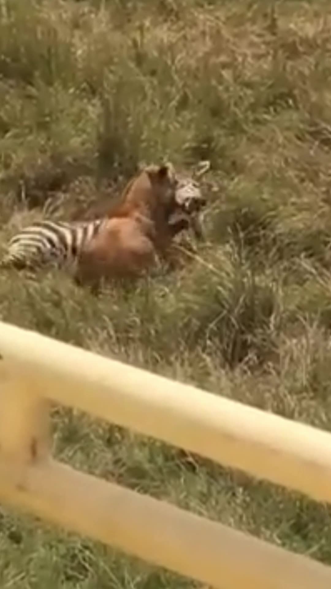 Zebra saves calf from lion jaws