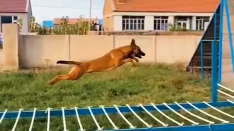 How To Train Dog || Funny Video #shorts