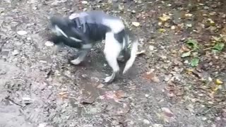 Dog chases its tail