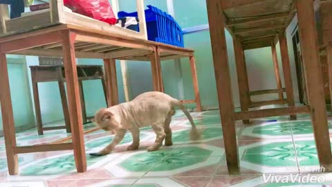 Funny pet belly dumb play in the classroom, mischievous kitties in the classroom