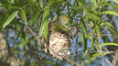 White-eyed Vireo in a nest in a windy day