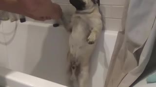 Dog Loves To Take Showers While Standing