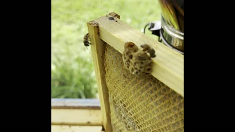 Unveiling the emerging of a Honeybee Queen