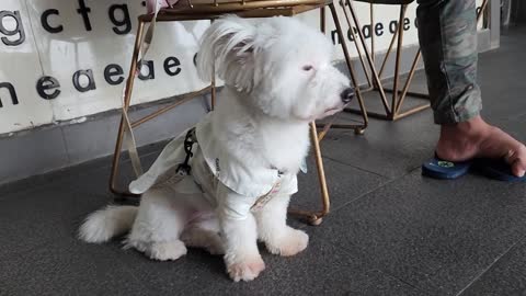 Cute puppie-White noughty dog