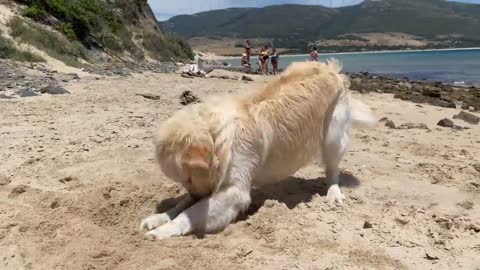 Golden Retriever First Time on the Ocean!