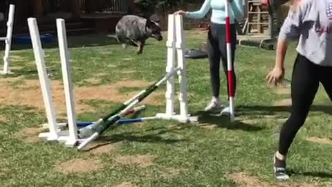 Girl grey jacket hops hurdles with black dog following behind