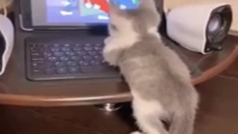 Kitty gets Inspired by Tom and Jerry