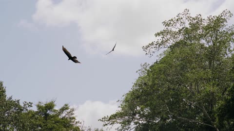 Two Eagles Soaring In The Skyy