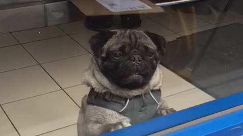 Pug stares at people eating through window