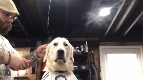 Barber gives dog his first ever haircut