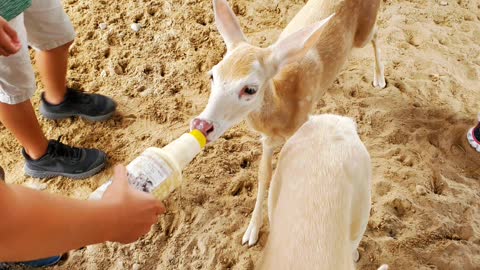 Zoo visitors bottle-feed adorable albino fawns