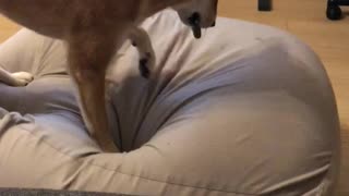 Shiba Inu is "very good" at hiding treats