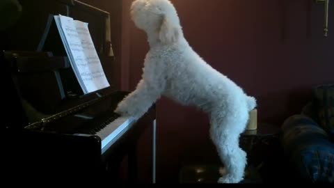 Dog loves to play the piano and sing for everyone