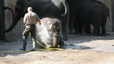 Bathing a small elephant