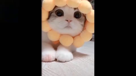 cat with big eyes in sunflower costume