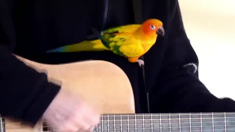 What is the parrot's reaction when it hears the guitar?