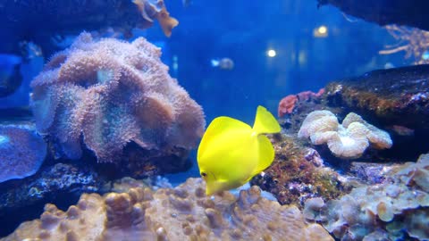 Colorful Marine Fishes Inside An Aquarium Here Today