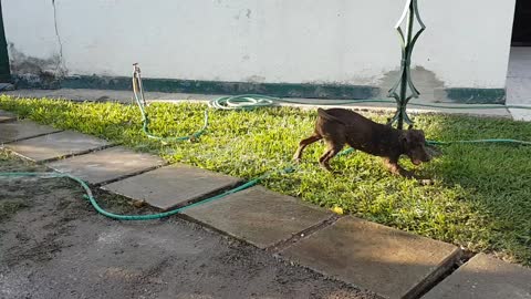 Five month-old Chocolate Lab loves to play with the water hose