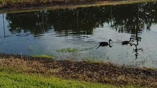 The nature zone: A up close up moring with ducks.