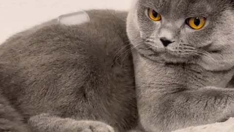 #cat #cats #katze #kater #katzen #fyp #britishshorthair #fy #catsofrumble