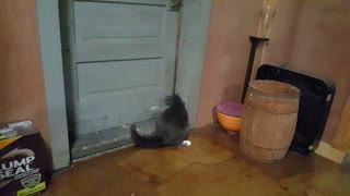 Cat freak out