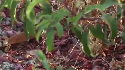 Snake eating by monitor lizard 🦎
