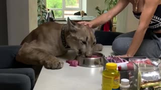 Pet puma enjoys a hearty lunch