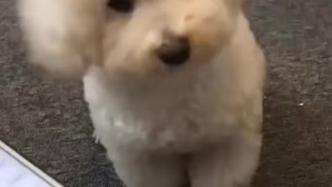 😱Watch this cute puppy making sound of ambulance