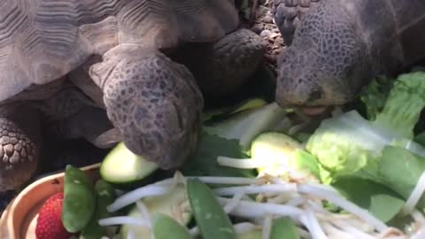 Tortoise lunchtime