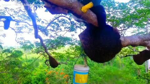 How to harvest honey in the Forest