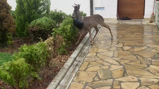 Handbag Dangles From Deers Antlers