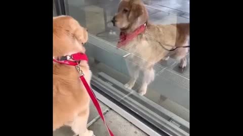 Cute And Funny Videos Of Golden Retriever Puppies