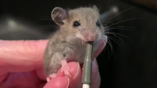 Feeding Baby Mouse