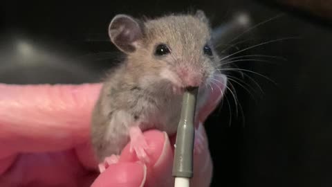 Feeding Baby Mouse