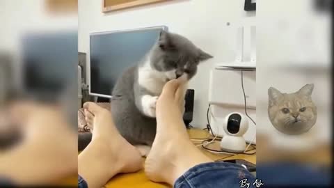 Funny video of cat licking feet