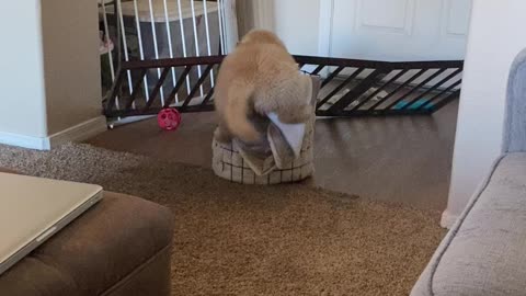 Golden Retriever Puppy Logic: If I Fits, I Sits