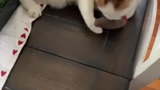 Cat goes crazy over fake cigar