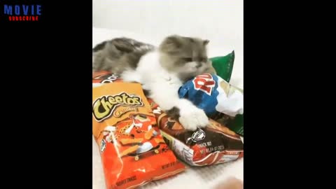 funny cat videos Videos cute and funny cats 2020