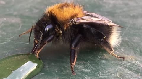 Closeup view of an insect drinking something..