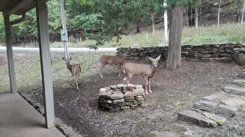 Woman Feeding Her Deer