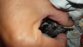 Rescued baby mocking bird enjoying human massage
