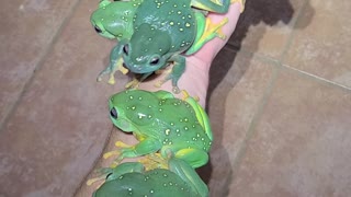 Magnificent Treefrogs