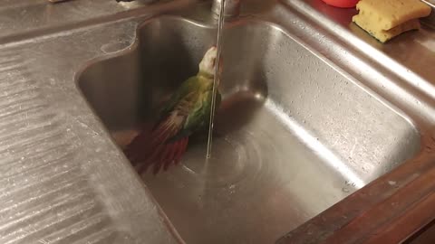 bird bathes