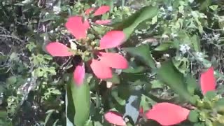 Planta vermelha e verde num terreno, uma flor diferente [Nature & Animals]
