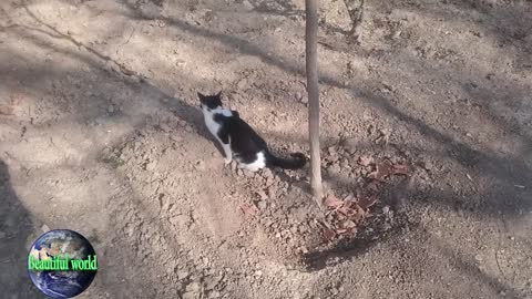 The cat is peeing | funny cat | Playful cat | cats | cat
